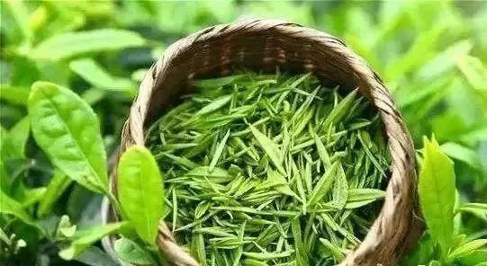 江西名茶——生活里的诗意