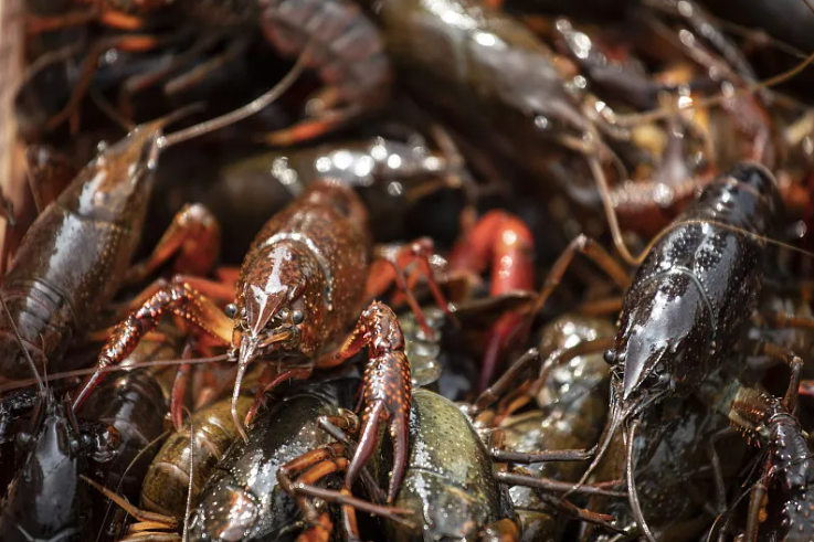 【媒体报道】潢川县绿色食品产业进入河南省中小企业特色产业集群