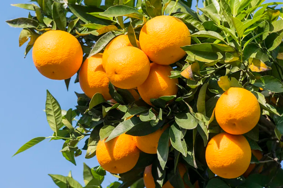 【媒体报道】雅安用“绿色”赋能“特色”，7个农特产品品牌在全国县域竞争中突围